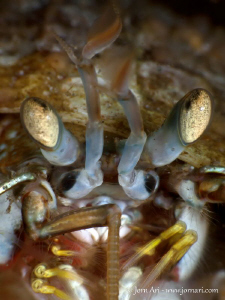 Common hermit crab (Eupagurus bernhardus) 
105mm macro w... by Jorn Ari 